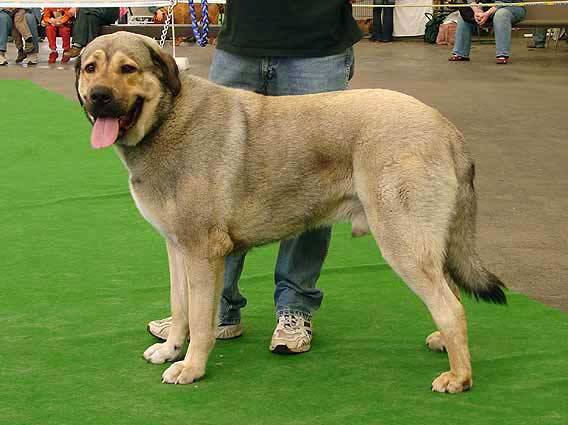 Arand Duero Temudzin - Very Good 3, Young Class Males - Moloss Club Show, Mlada Boleslav 2007
(Agassi Sentinel x Ambra Angmus) 

Photo: Iva Jarova - © Copyright. 
Keywords: 2007 temudzin