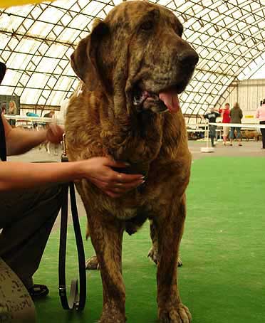 Aylen z Kraje Sokolu - Excellent 1, BEST VETERAN - Moloss Club Show, Mlada Boleslav 2007
(Ivoire Oursons Du Gabizos x Diana Fi-it)
Born: 01.07.1999

Photo: Iva Jarova - © Copyright. 
Keywords: 2007 veteran veterano sokol