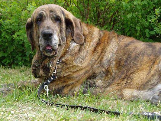 Aylen z Kraje Sokolu - Excellent 1, BEST VETERAN - Moloss Club Show, Mlada Boleslov 2007
(Ivoire Oursons Du Gabizos x Diana Fi-it)
Born: 01.07.1999

Photo: Lenka Erbenova - © Copyright. 
Keywords: 2007 veteran veterano sokol