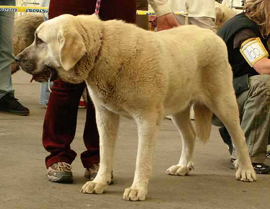 Azura Black Hanar - Very Good 2 - Young Class Females, Moloss Club, Mlada Boleslav 2007
(Dionysos Tornado Erben x Fusil de Chispa Ha-La-Mü)
Born: 09.03.2006

Photo: Iva Jarova - © Copyright. 
Keywords: 2007