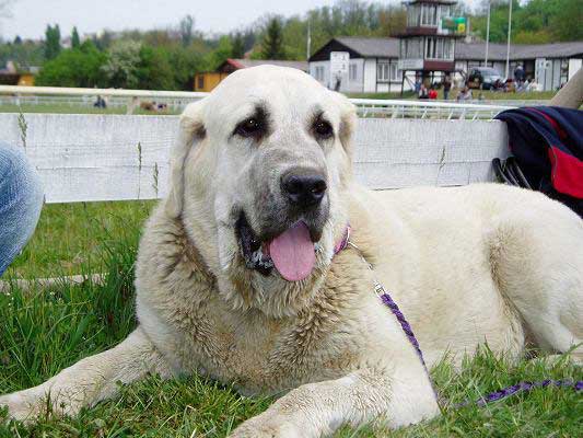 Azura Black Hanar - Very Good 2 - Young Class Females, Moloss Club, Mlada Boleslav 2007
(Dionysos Tornado Erben x Fusil de Chispa Ha-La-Mü)
Born: 09.03.2006

Photo: Lenka Erbenova - © Copyright. 
Keywords: 2007