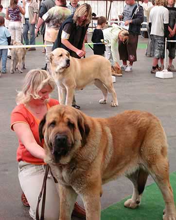 Champion Class Males: Domenico Beark Cerny Levhart, Exc. 1, CAC, Club Winner & Sultan, Exc. 2, Res.CAC - Moloss Club Show, Mlada Boleslav 2007
Domenico: (Arak z Kraje Sokolu x Belize Cerny Levhart) - Born: 08.06.2004
Sultan: (Ordoño x Princes de Vega de Albares) - Born: 28.03.2004
 
Photo: Iva Jarova - © Copyright. 
Keywords: 2007