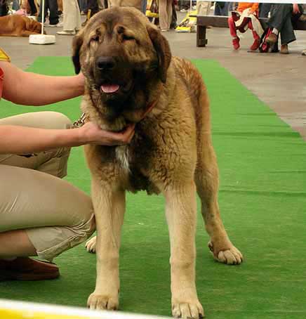 Coco Herbu Wielka Lapa - Very Promising 1, PRIMA PUPPY - Puppy Class Females, Moloss Club Show, Mlada Boleslav 2007
(Unique du Domaine du Runneval x Bancia Dobra Rasa)
Born: 26.09.2006
 
Photo: Iva Jarova - © Copyright. 
Keywords: 2007 herbu