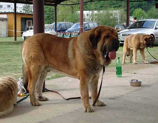 Domenico Beark Cerny Levhart - Excellent 1, CAC, Club Winner - Champion Class Males, Moloss Club Show, Mlada Boleslav 2007
(Arak z Kraje Sokolu x Belize Cerny Levhart)
Born: 08.06.2004

Photo: Iva Jarova - © Copyright. 
Keywords: 2007 mastibe