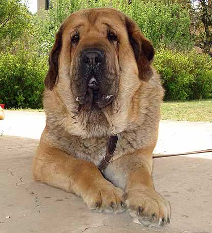 Domenico Beark Cerny Levhart - Excellent 1, CAC, Club Winner - Champion Class Males, Moloss Club Show, Mlada Boleslav 2007
(Arak z Kraje Sokolu x Belize Cerny Levhart)
Born: 08.06.2004

Photo: Iva Jarova - © Copyright. 
Keywords: 2007 mastibe head portrait cabeza