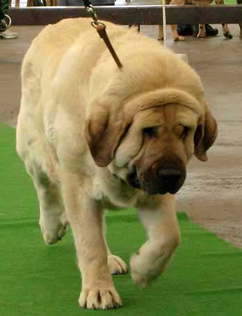 Feya Mastibe - Excellent 1, CAC, Club Winner, BOB - Champion Class Females, Moloss Club Show Mlada Boleslav 2007
(Basil Mastifland x Connie Mastibe)
Born: 08.05.2003 

Photo: Iva Jarova - © Copyright. 
Keywords: 2007 mastibe