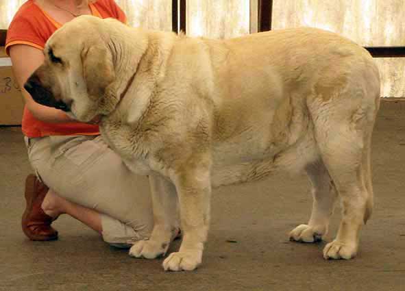 Feya Mastibe - Excellent 1, CAC, Club Winner, BOB - Champion Class Females, Moloss Club Show, Mlada Boleslav 2007
(Basil Mastifland x Connie Mastibe)
Born: 08.05.2003 

Photo: Iva Jarova - © Copyright. 
Keywords: 2007 mastibe