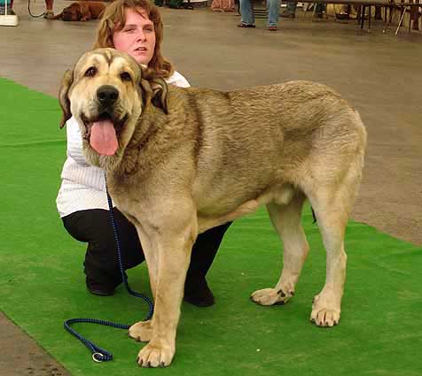 Freon z Kraje Sokolu - Very Good 2 - Young Class Males, Moloss Club Show, Mlada Boleslav 2007
(Sultan x Aylen z Kraje Sokolu)
Born: 31.01.2006
 
Photo: Iva Jarova - © Copyright. 
Keywords: 2007 sokol