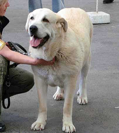 Gia z Kraje Sokolu - Very Good 3 - Young Class Females, Moloss Club, Mlada Boleslav 2007
(Sultan x Clea z Kraje Sokolu)
Born: 10.06.2006 

Photo: Iva Jarova - © Copyright. 
Keywords: 2007 sokol