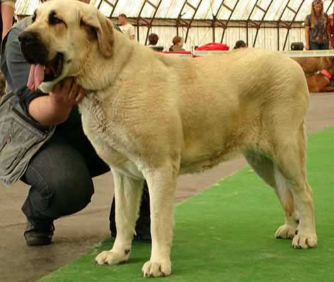 Hera Tornado Erben - Excellent 1, CAC - Intermediate Class Females, Moloss Club Show, Mlada Boleslav 2007
(Druso de la Aljabara x Cassandra Tornado Erben) 
Born: 11.08.2005 

Photo: Iva Jarova - © Copyright. 
Keywords: 2007 tornado