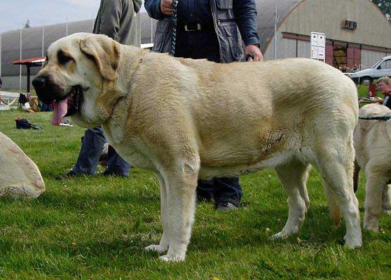 Hera Tornado Erben - Excellent 1, CAC - Intermediate Class Females, Moloss Club Show, Mlada Boleslav 2007
(Druso de la Aljabara x Cassandra Tornado Erben) 
Born: 11.08.2005 

Photo: Lenka Erbenova - © Copyright. 
Keywords: 2007 tornado