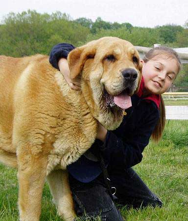 Historia Tornado Erben (& Tereza) - Excellent 2 - Intermediate Class Females, Moloss Club Show, Mlada Boleslav 2007
(Druso de la Aljabara x Cassandra Tornado Erben)
Born: 11.08.2005

Photo: Lenka Erbenova - © Copyright. 
Keywords: 2007 kids tornado confundo