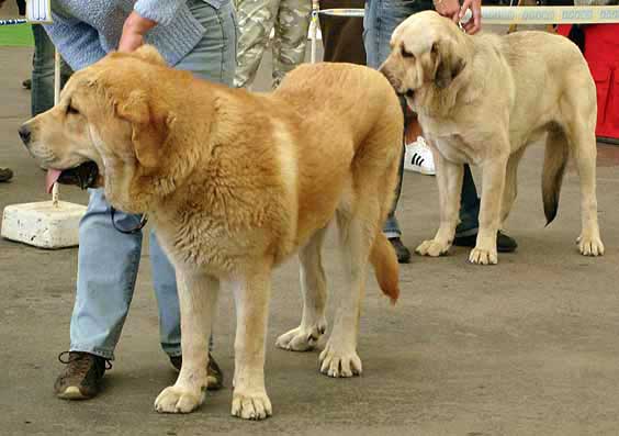 Jorgito Tornado Erben, Very Good 1 & Ramonet, Very Good 4 - Young Class Males, Moloss Club Show, Malada Boleslav 2007
Ramonet: (Ron de Babia x Trufa de Trashumancia) - Born: 28.03.2006
Jorgito: (Druso de la Aljabara x Cassandra Tornado Erben) - Born: 26.06.2006 

Photo: Iva Jarova - © Copyright. 
Keywords: 2007 tornado