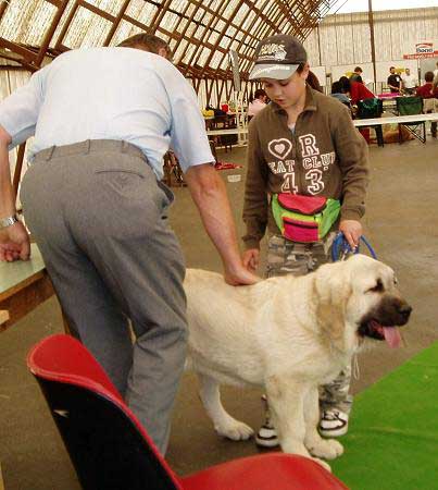 Lois Tornado Erben in Juniorhandling with Dasa, Moloss Club Show, Mlada Boleslav 05.05.2007
Basil Mastifland x Florita Maja Tornado Erben 
Keywords: 2007 kids tornado