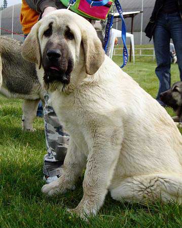 Lois Tornado Erben - Very Promising 1, PRIMA BABY - Baby Class Females, Moloss Club Show, Mlada Boleslav 05.05.2007
Basil Mastifland x Florita Maja Tornado Erben 
Photo: Lenka Erbenova - © Copyright. 
Keywords: 2007 tornado