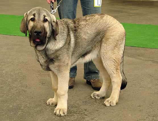 Luis Tornado Erben - Very Promising 1, PRIMA BABY - Baby Class Males, Moloss Club Show, Mlada Boleslav 2007
Photo: Iva Jarova - © Copyright. 
Keywords: 2007 tornado