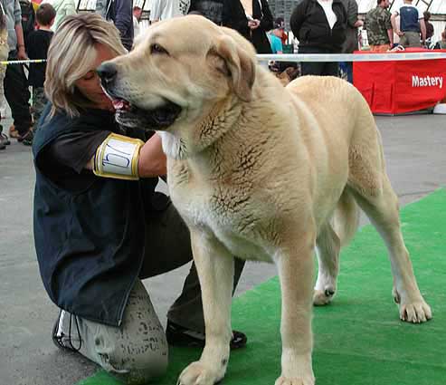 Sultan - Excellent 2, Res.CAC - Champion Class Males, Moloss Club Show, Mlada Boleslav 2007
(Ordoño x Princess de Vega de Albares)
Born: 28.03.2004

Photo: Iva Jarova - © Copyright. 
Keywords: 2007 sokol