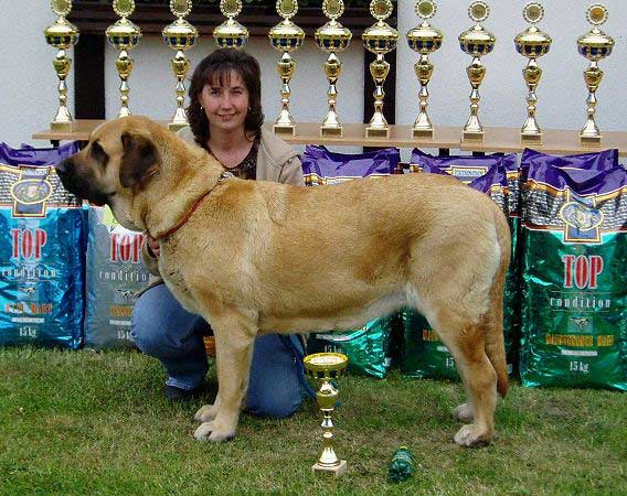 Deborah Tornado Erben - excellent 1, CAC, Club winner, BOB - Champion class females - Club Show of Moloss Club, Mlada Boleslav, Czech Republic, 13.05.2006
(Arnold Tornado Erben x Pepa de Valdejera)
 

Keywords: 2006 tornado