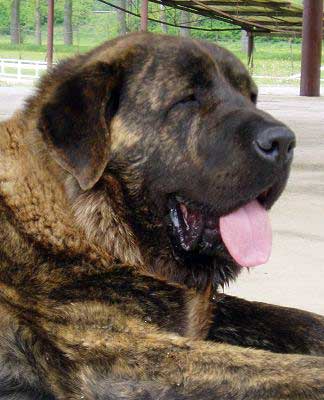 Edmond Tornado Erben - excellent 1 - Intermediate class males - Club Show of Moloss Club, Mlada Boleslav, Czech Republic, 13.05.2006
(Arak z Kraje Sokolu x Pepa de Valdejera)
 

Keywords: 2006 tornado head portrait cabeza