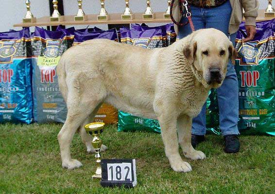 Soto de Trashumancia - excellent 1 - Veteran class males - Club Show of Moloss Club, Mlada Boleslav, Czech Republic, 13.05.2006
(Florencio de Trashumancia x Vele de Trashumancia)
 

Keywords: 2006 tornado veteran veterano