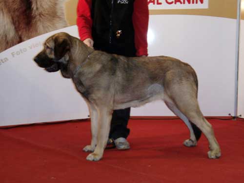 Coco Herbu Wielka Lapa, JUN1, JCAC, Best Jun Female, BOS, BALTIC JW-07, BALTIC W-07 - 10-11.11.2007 International Dog Show BALTIC WINNER-2007 in Riga, Latvia
(Unique de Domaine Du Runneval&Bancia Dobra Rasa)

Keywords: 2007 anuler