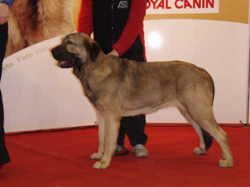 Coco Herbu Wielka Lapa, JUN1, JCAC, Best Jun Female, BOS, BALTIC JW-07, BALTIC W-07 - 10-11.11.2007 International Dog Show BALTIC WINNER-2007 in Riga, Latvia
(Unique de Domaine Du Runneval&Bancia Dobra Rasa)
 

Keywords: anuler