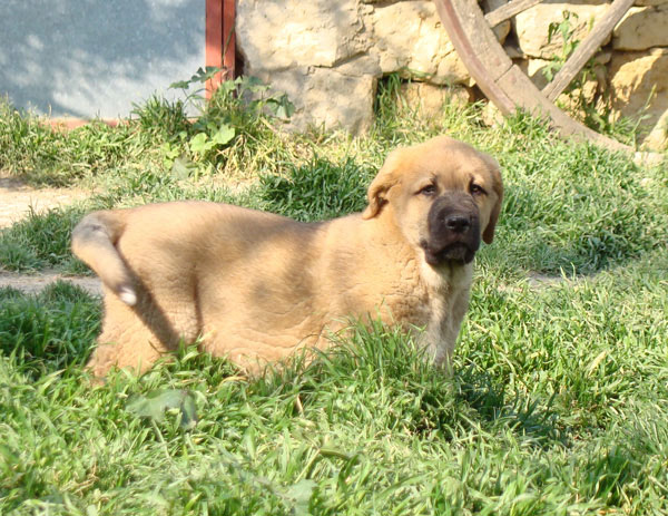 Coleto de Fuente Mimbre -  macho 64 días en la foto
Kennel / Afijo: "FUENTE MIMBRE"
Breeder / Criador: Francisco Torrijos
Tlf. +34 979 72 91 20
Web: http://www.fuentemimbre.com/
email: fuentemimbre@ono.com
Sire /Padre: Cañonero de Fuente Mimbre 
Dam / Madre: Celsa de Fuente Mimbre
Males / Machos: ?
Females / Hembras: ?
Date Born / Fecha Nacidos: ?.2011


Keywords: fuentemimbre