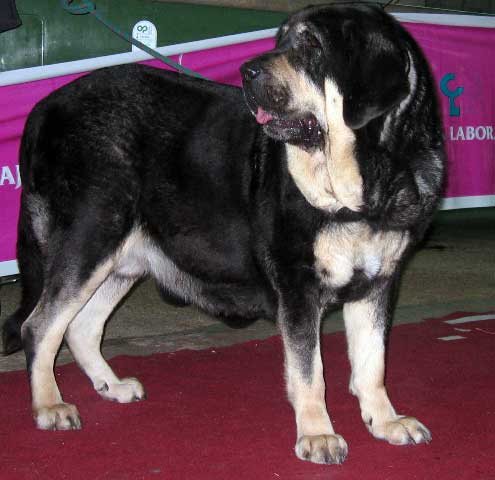 Concha de Babia, BOB, 2. in group 2 & BIS Spanish Breeds - International Dog Show León, Spain 24.09.2006
Keywords: 2006 babia