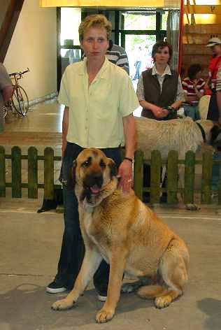 Conchitta Tornado Erben - Best of Breed. Nitra, Slovak Rep. - 31-05-2004
International Dog Show Nitra, Slovak Rep. - 31-05-2004  

Keywords: 2004 tornado