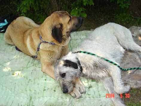 Conchitta Tornado Erben & friend at the show in Nitra, Slovak Rep. - 31-05-2004
Keywords: 2004 tornado