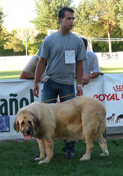 Cora de Autocan - Open Class Females - AEPME Monográfica, Valencia de Don Juan, León, 18.09.2004
(Carsow - C. Garfío x Cima de Autocan)
Breeder & owner: Isidro García  

Keywords: 2004 autocan