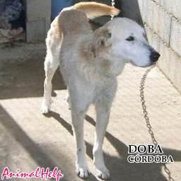 Adoption - DOBA (Cordoba)
Foto: 
CÓRDOBA: * DOBA * 3 años de edad, ha tenido muy mala suerte en su vida, busca otra oportunidad....
La escapista del albergue...deseando ver un hueco para salir a explorar...eso sí en cuanto vas a buscarla se acerca agachada como diciendo perdón, perdón, je, je. Tiene sobre los 3 años de edad y se lleva bien con machos y hembras. Unos 25 kilos de peso.

Doba fue encontrada en las calles de Córdoba, es un cruce de Mastín aunque debido a su extrema delgadez nadie lo diría. Actualmente está en el nuevo albergue, pero como se escapa, la tenemos un cuartito pequeño de 1,5 x 1,5 m para vivir, mejor que la calle es...pero no es sitio para que esté mucho tiempo.

Contacto: Miriam 693 299 460
E-mails: elarcadenoe_cordoba@hotmail.com 
WEBS: 
url=http://groups.msn.com/elarcadenoecordoba/perrosdeelarcadenoe.msnw] elarcadenoe_cordoba[/url] 
url=http://www.aunaocio.com/zonaweb/AnaSanchez] Ana Sanchez [/url]

Keywords: animalhelp