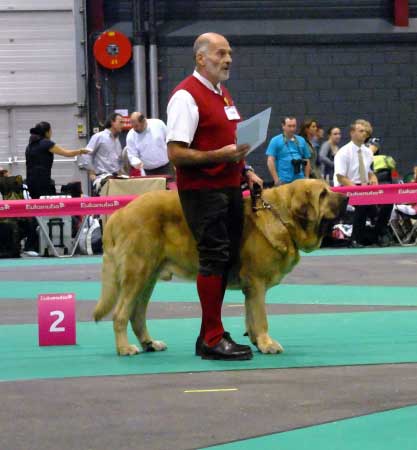 Corso de Hazas de Cesto: exc 1, res. CAC, CACIB, Centenary FCI European Dog show Winner 2011 - Champion Class Males - Euro Dog Show, Leeuwarden, Holland - 03.09.2011
(Fernando de Valdejera x Amanda de Hazas de Cesto)
Born 06.12.2007

Photo: Lenka Erbenova, kennel Tornado Erben


Keywords: euro 2011