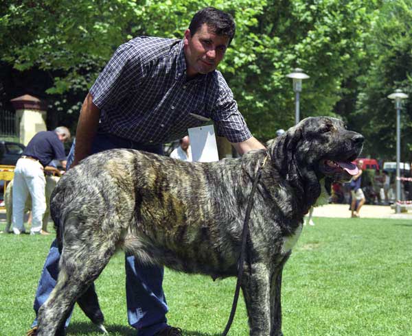 Cosquilla de Jusiante - Open Class Females, Especial Razas Españolas, El Escorial, Madrid, 19.07.1998 
(Cronos x Lara de los Mesones), Born: 07.10.1996 - Breeder & owner: Juan Silla Tronchoni
 

Keywords: 1998 jusiante