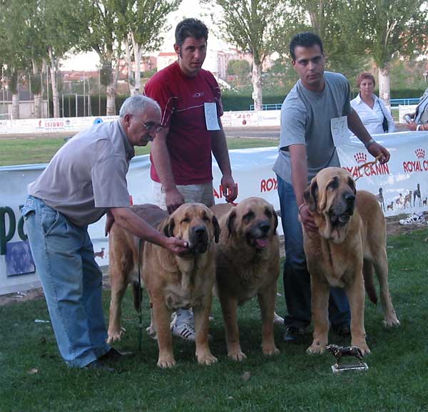 Autocan - Progeny Class - Clase de Lotes de Cría - AEPME Monográfica, Valencia de Don Juan, León, 18.09.2004
Palma, Señora & Ron de Autocan  

Keywords: 2004 autocan