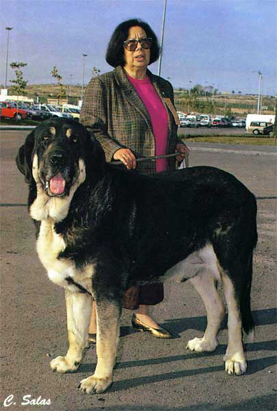 CORSO DEL CARRIZAL
Owner/propietario: Laura Cano

La Revista del Perro 1993 - © Copyright - Carlos Salas, Spain 
 

