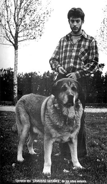 Mastin from kennel Sayanes - the 70'th
Ejemplar de CRIADERO SAYANES de los años setenta. 

La Revista del Perro 1993 - © Copyright - Carlos Salas, Spain  

Keywords: 1970