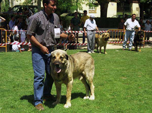 Cronos, Duque del Valle de Santiago & Truman - Open Class Males, Especial Razas Españolas, El Escorial, Madrid, 19.07.1998 
Cronos: (Don de Isla Perdida x Bribona de Guanartena) Born: 19.03.1995 - Breeder: Francisco Benito, owner: Juan Silla
Duque: (Poli de las Cañadas x Luna) Born: 10.04.1994 - Breeder & owner: Cecilio López Prieto
Truman: (Ch. Tigre x Nuca) Born: 28.04.1993 - Breeder: Luis Rabanal, owner: Agustín Fernández Díez 
 

Keywords: 1998