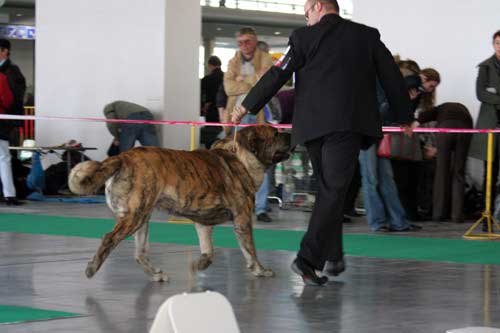 Cypress Hill Lu Dareva: exc. 1, CWC, CACIB, Winner of Poland 2008, BOB - Champion Class Females, International Show, Poznan, Poland 09.11.2008
(Enamorado Ernesto Mastibe x Franchesca Mastibe)

Keywords: 2008 ludareva