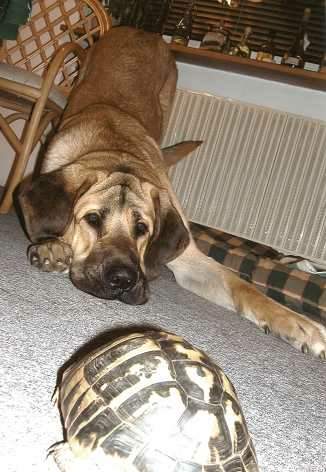 Cyrano Tornado Erben & Friend!
(Ich. Baskervil Mastibe x Jch. Salma de Cueto Negro)  

Keywords: tornado puppy cachorro