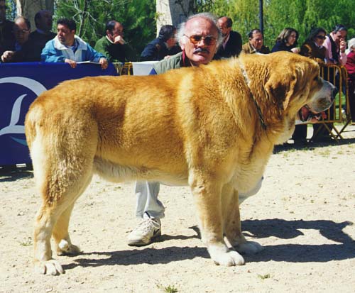 Doblón de Trashumancia - Open Class Males, Very Good - Monográfica AEPME 1999
(Rombo de Trashumancia x Roja de Trashumancia)
Born: 14-04-1995
Breeder: Luis Esquiró Bolaños
Owner: Sergio de Salas

Photo: Jonas Nielsen - © Copyright.  

Keywords: pardo 1999