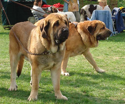 Domenico Beark Cerny Levhart, Exc.1, CAC, BOB & Dracon Beark Cerny Levhart, Exc.1, CAC - Champion Class Males - Club Show Moloss Club, Kromeriz, Czech Rep. 30.09.06

(Arak z Kraje Sokolu x Belize Cerny Levhart) 
Owner: Mikulás Polievka
 

Keywords: 2006