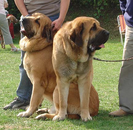 Dracon Beark Cerny Levhart, Exc.1, CAC, Open Class Males & Domenico Beark Cerny Levhart,  Exc.1, CAC, BOB, BIS, CH. Class Males - Club Show Moloss Club, Kromeriz, Czech Rep. 30.09.06
(Arak z Kraje Sokolu x Belize Cerny Levhart) 
Owner: Mikulás Polievka

Keywords: 2006