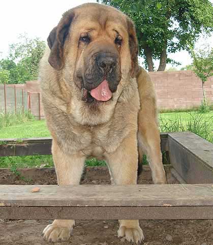 Domenico Beark Cerny Levhart: Exc.1, CWC, CACIB, Best male, BOB - Champion Class Males, International show Lezsno, Poland 03.06.2006
(Arak z Kraje Sokolu x Belize Cerný Levhart) 
Born: 08.06.2004
Keywords: 2006 mastibe calverota head portrait cabeza