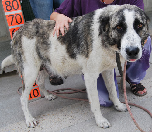 Adoption - DONA (ref. 100690)
http://www.mimejoramigo.com/apasos/perro.php - SOS VITORIA 
Fecha: 2010-07-00 
Raza: MASTIN 
Edad: 2 AÑOS  
Sexo: HEMBRA
Descripción: ESTABA JUNTO CON OTROS DOS PERROS ANDANDO POR UNA AUTOVIA, UNO DE ELLOS ES ATROPELLADO Y FALLECE, OTRO QUEDA HERIDO CON UN GOLPE EN LA CABEZA Y ALGUN RASGUÑO. DONA HA TENIDO SUERTE NO LE HA PASADO NADA. ES BUENISIMA, CARIÑOSA Y SOCIABLE. LA PERRA QUE TODOS QUISIERAMOS TENER. 
Deutscher Ansprechpartner: E-Mail: c-nickel@t-online.de (bitte unbedingt Stichwort "Vitoria" im Betreff angeben) 
Tlf: 0177 / 2118338 (bitte ggf. Nachricht auf Mailbox hinterlassen, Rückruf erfolgt).
Contacto: apasosvitoria@gmail.com
Si estás interesado en adoptar este animal: Llámanos cuanto antes a los siguientes teléfonos
perros: 667 81 76 50 / 657 896 164 
e indicanos su referencia (REF: 100690)
Keywords: vitoria