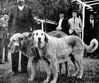 Perros de Ganado en la Féria del Campo. Madrid 1962
Photo from article by Félix García © Copyright
Published in Todo Perros 2003,  

Keywords: 1962