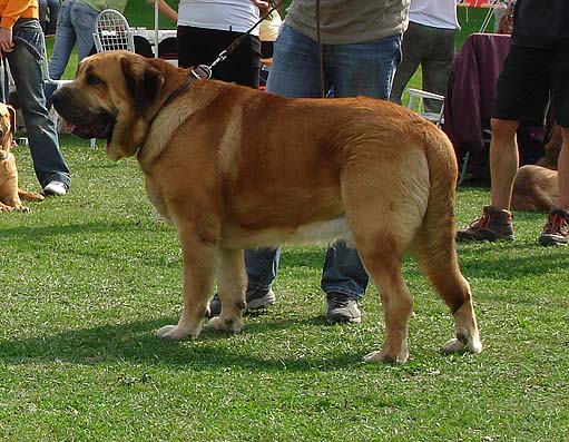 Dracon Beark Cerny Levhart, Exc.1, CAC, Open Class Males - Club Show Moloss Club, Kromeriz, Czech Rep. 30.09.06
(Arak z Kraje Sokolu x Belize Cerny Levhart) 
Owner: Mikulás Polievka


Keywords: 2006