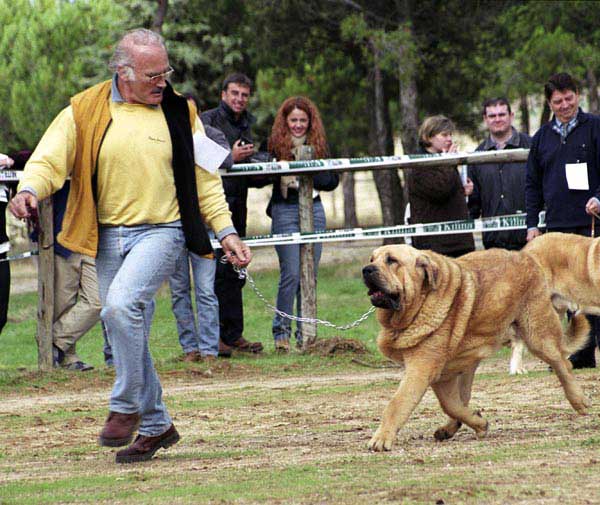 Drake de Montes del Pardo, Exc. 8 - Open Class Males - XXI Monográfica AEPME 2001
(Ch. Tonio de Montes del Pardo x Mimi de Montes del Pardo)
Born: 20.09.1999
Breeder & owner: Sergio de Salas  



Keywords: 2001 pardo