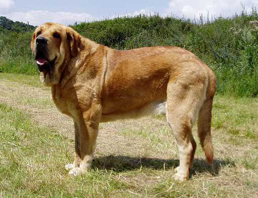 Druso de la Aljabara - Exc. 1, CAC, National Winner, Best of Breed - National show in Mlada Boleslav (Czech republic) - 25.07.2004
Arroyo de Laciana x Bohemia de la Aljabara
Born:  20.01.2003

 

Keywords: 2004 tornado