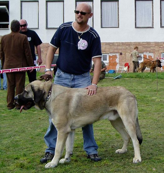 Alcazar Temudzin: Very Good 2 - Intermediate Class Males, Slovak Club Show, Slovakia 06.10.2007
(Agassi Sentinel x Ambra Angmus)

Keywords: 2007